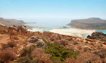 Donkeys in the mountain. Balos beach. Crete. Greeceの写真素材
