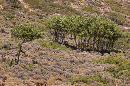 Landscape with trees and bushes in Crete. Greece. 