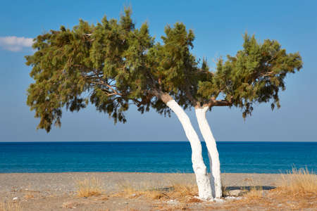 Tree and Mediterranean sea at sunrise in Plakias. Crete. Greece. Horizontalの写真素材