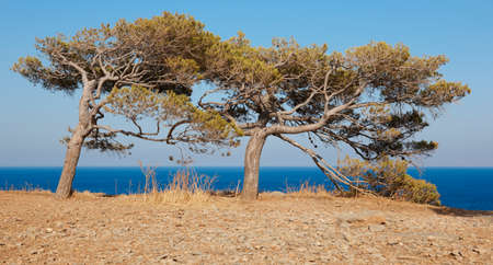 Trees at Spinalonga island in Crete near Elounda. Greece. Horizontalの写真素材