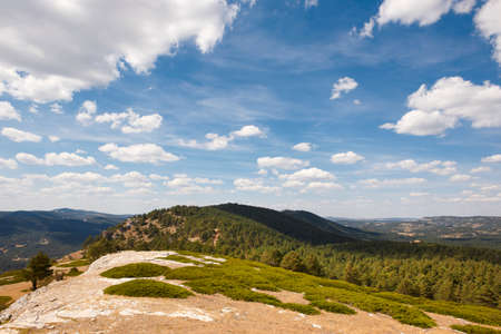 Pine tree forest and blue sky with clouds. Horizontalの写真素材