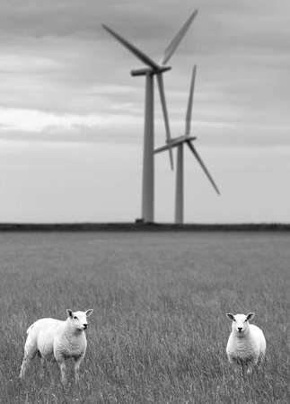 Landscape with windmills and scottish sheep. Scotlandの写真素材