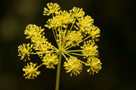 Yellow plant over a dark background. Horizontal format