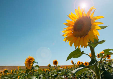 Sunflower in the countryside in summertime. Spain. Horizontalの写真素材