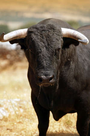 Fighting bull in the countryside. Spain. Vertical formatの写真素材