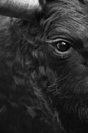 Fighting bull head detail in black and white. Verticalの写真素材