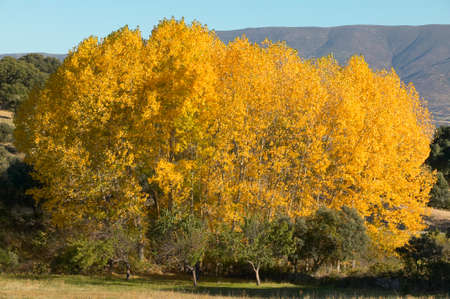 Beech forest in autumn with warm tone. Horizontal formatの写真素材