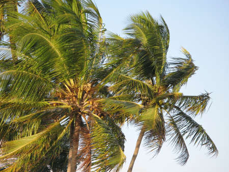 Palm trees over a blue sky. Brazil. Horizontal format