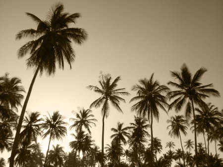 Palm trees in sepia tone. Brazil. Horizontal formatの写真素材