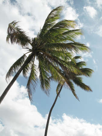 Palm trees on the beach. Brazil. Vertical formatの写真素材