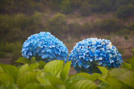 Hydrangea flower in blue tone with green background. Horizontalの写真素材