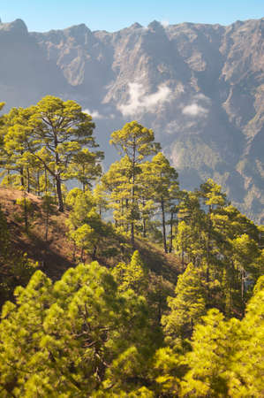 Pine tree forest and mountain. La Palma. Canary Islands. Spainの写真素材