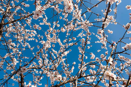 Flowers in almond tree with blue background. Horizontal formatの写真素材