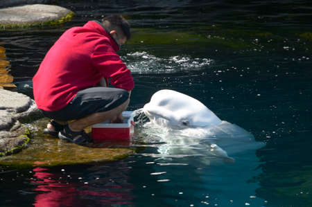 Beluga whale feeding in the aquarium. Vancouver. Canadaのeditorial素材