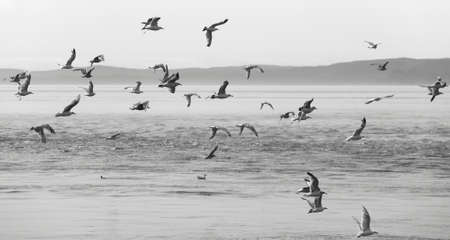 Seagulls over the sea. Vancouver. British Columbia. Canadaの写真素材