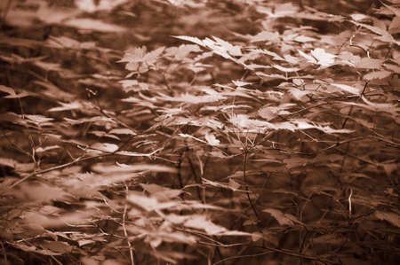 Leaves detail in the forest in warm tone. Horizontal formatの写真素材