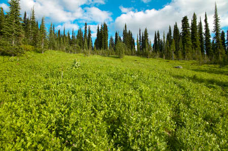 Landscape with forest in British Columbia. Mount Revelstoke. Canada. Horizontalの写真素材