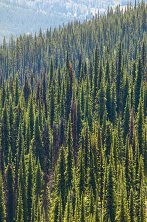 Landscape with forest in British Columbia, Mount Revelstoke, Canada