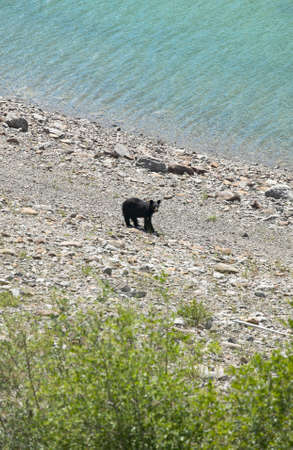 Canadian landscape with black bear in Alberta. Canada. Horizontalの写真素材