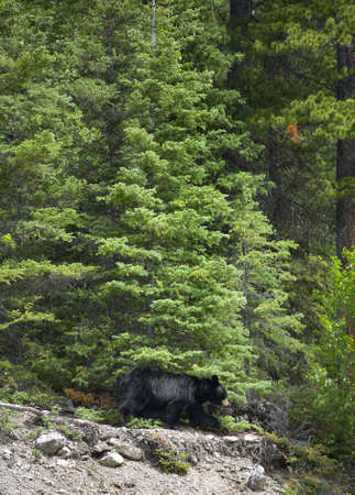 Canadian landscape with black bear in Alberta. Canada. Verticalの写真素材