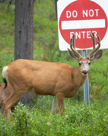 Red deer with do not enter signal. Jasper. Canada. Verticalの写真素材