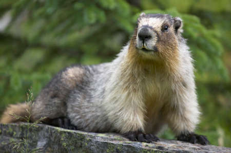 Groundhog with green background in Alberta. Canada. Horizontal