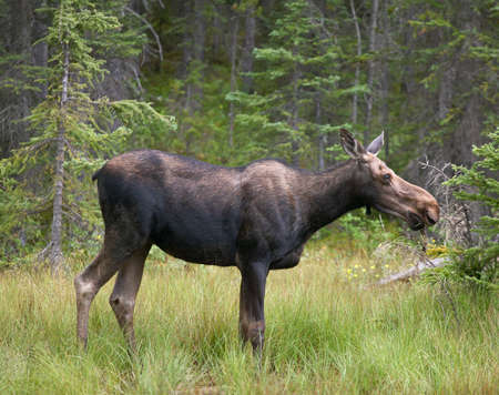 Young elk in the forest. Alberta. Canada. Horizontalの写真素材