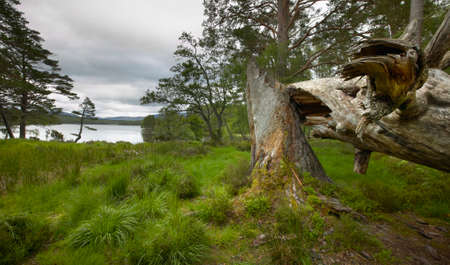 Scottish landscape with lake and broken trunk. Horizontal formatの写真素材
