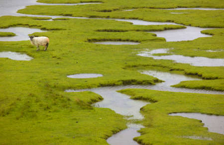 Scottish landscape with sheep in wet land. Lewis isle. Scotland. UK