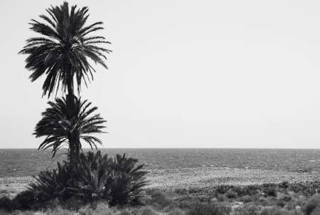 Mediterranean pebble beach an palm trees in Almeria. Spain. Horizontalの写真素材