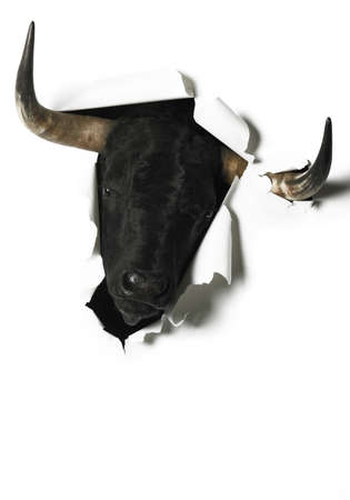 Black fighting bull head breaking a blank paper. Vertical formatの写真素材