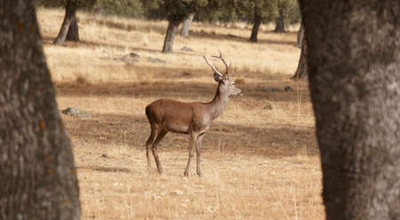 Fallow deer in the meadow with holm oaks. Segovia, Spain. Verticalの写真素材
