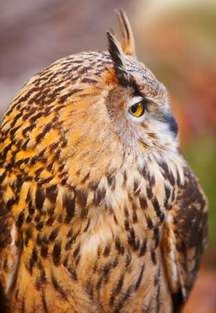 Owl with yellow eyes and warm background in Spain. Verticalの写真素材