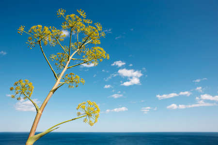 Mediterranean coastline landscape with plant in Alicante. Spain. Horizontalの写真素材