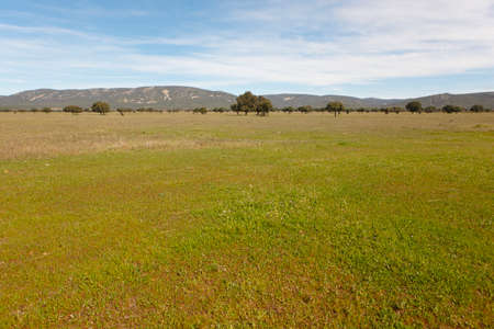 Mediterranean green meadow landscape with oak holms in Cabaneros, Spain. Horizontalの写真素材