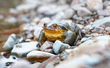 Toad ready to jump in a rock near a stream. Horizontalの写真素材