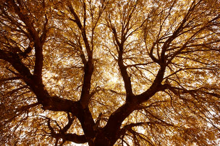 Oak holm branches and leaves in warm tone, Spain. Horizontal