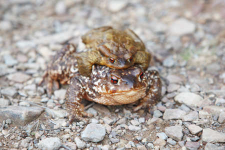 Female and male toads breeding on the ground Spain. Horizontalの写真素材
