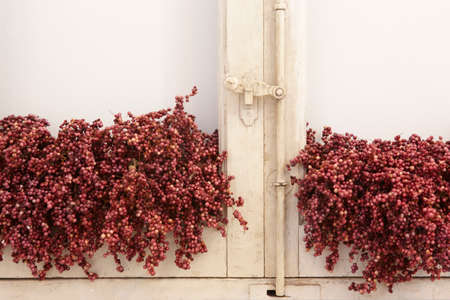 White rusted window frame and red plants with background wall. Horizontalの写真素材