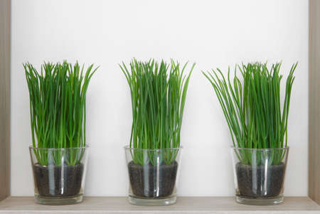 Green plants in glass with black ground. Horizontalの写真素材
