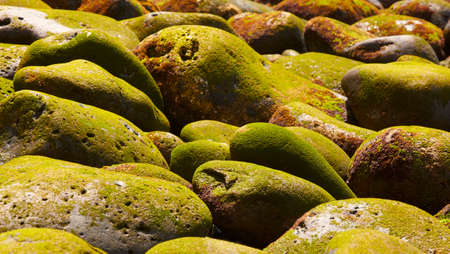 Pebbles with moss on the beach. Horizontalの写真素材