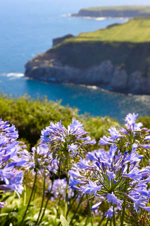 Azores landscape with hydrangeas and coastline in Sao Miguel island. Horizontalの写真素材