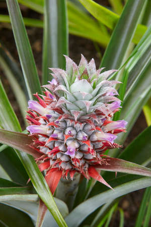 Organic pineapple detail greenhouse in Sao Miguel. Azores islands. Portugal. Verticalの写真素材
