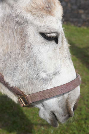 Donkey head detail in the countryside. Terceira. Azores. Portugal. Vertical
