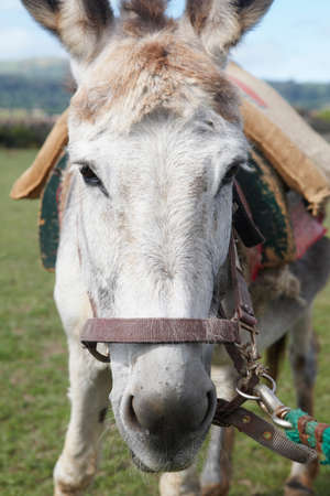 Donkey head detail in the countryside. Terceira. Azores. Portugal. Vertical