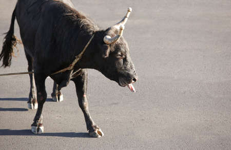Traditional azores bullfighting feast in Terceira. Portugal. Touradas a corda. Horizontalの写真素材