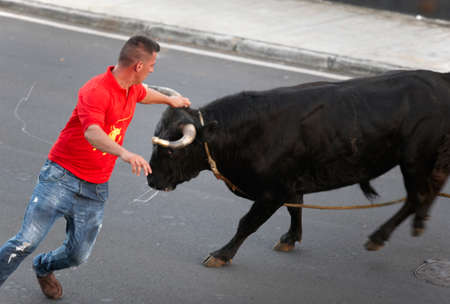 Man running behind a bull. Tourada a corda. Terceira. Azores. Portugalのeditorial素材