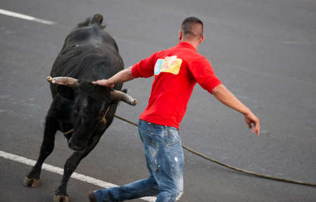 Man running behind a bull. Tourada a corda. Terceira. Azores. Horizontalのeditorial素材