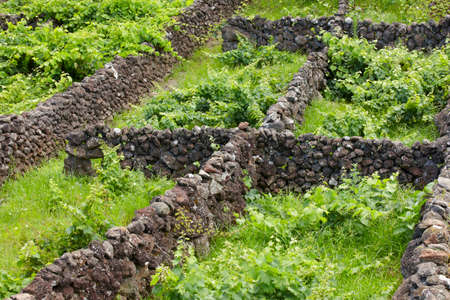 Traditional Azores landscape with volcanic rock vineyards in Sao Jorge. Horizontalの写真素材