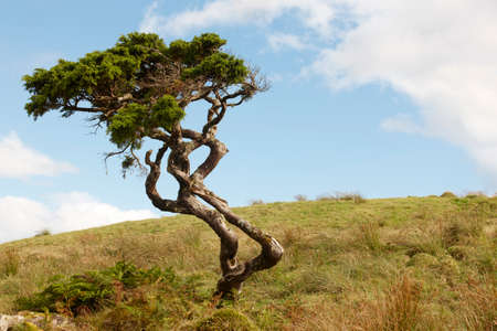 Lonely cedrus tree in a Pico island meadow. Azores. Portugal. Horizontalの写真素材